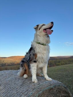 Australsky ovčiak - 3