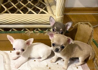 Čivava biely psík - 3