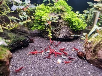Predám krevetky Neocaridina Bloody Mary - 3