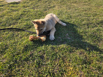 Československý vlčiak - 3