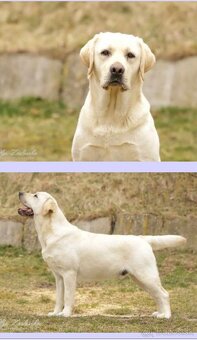 Labrador retriever - šteniatka s PP - 3