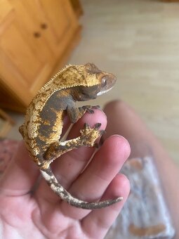 krist.kalis_cresties 2 samičky na predaj - 3