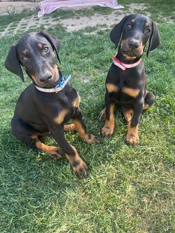 Doberman šteniatka - 3