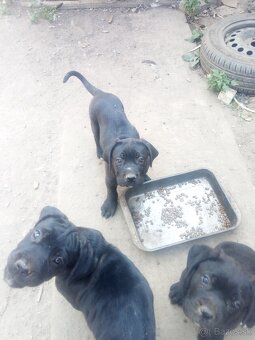 Cane corso - 3