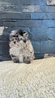 Pomeranian mini merle - 3
