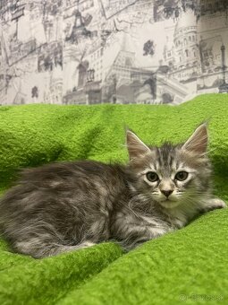 Maine coon, mainská mývalia mačka - 3