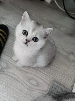 Britské mačiatka chinchilla - 3