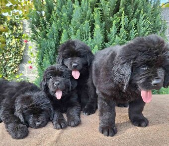 Novofundlandský pes - 3