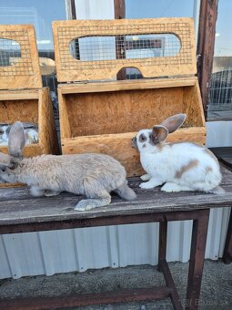 Predam NOS farba Izabela - 3