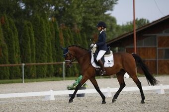 Westfálsky valach - 3