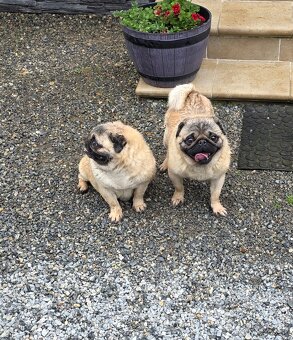 Mops s PP - 3