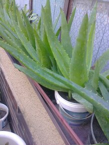 Tučnolist, kaktusy, hortenzia ,budlea...... - 3