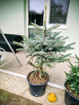 Smreky v nádobe - 3