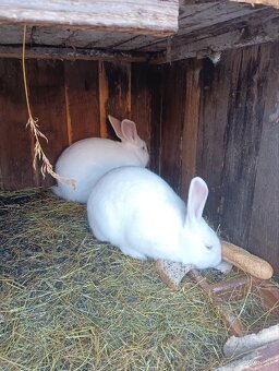 Predám zajace králiky - 3