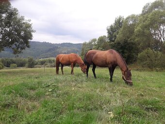 Kobyla hucul x arab - 3