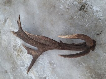 Parohy, parozie, jelen - 3