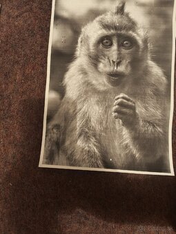 Tlačiareň brother hl-1110e - 3