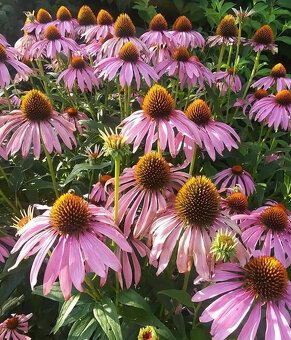 Echinacea-rôzne farby - 3