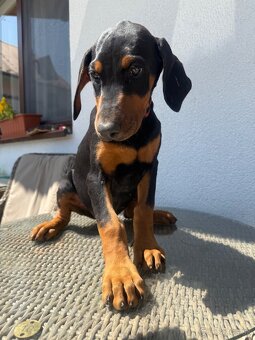 Doberman šteniatka - 3
