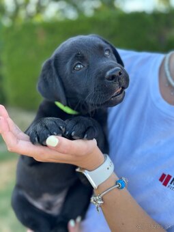 Labrador retriever - 3