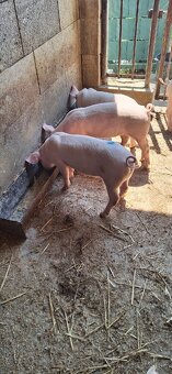 Predám 8 tyždňové odstavčata - 3