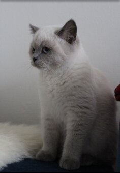 Britské maciatka - 3