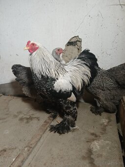 Zdrobnelá brahmanka - 3