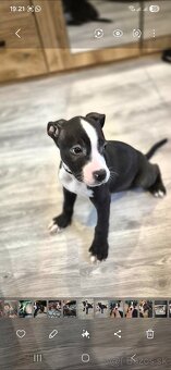 Americký Staford - 3