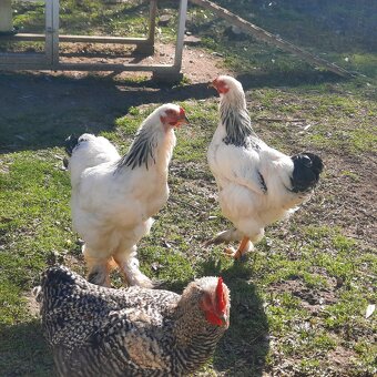 Brahmanka veľká biela- Columbia - 3