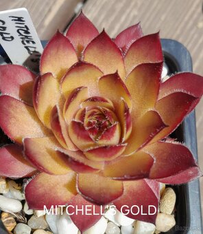 Skalné ruže - sempervivum - 3