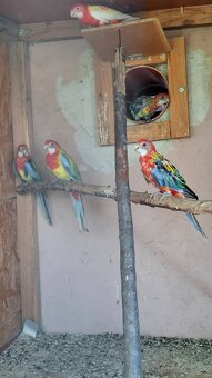 Rozela - 3