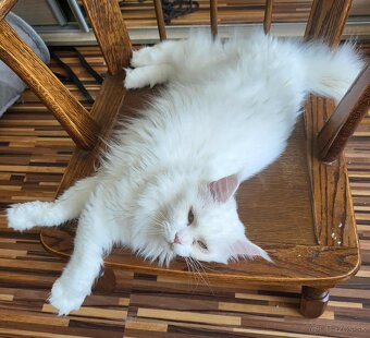 Kocúr Maine Coon s PP - 3