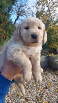 Zlaty retriever - 3