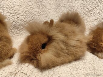 Teddy Hegyeshalom - 3