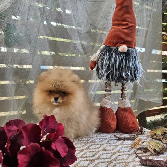 Pomeranian mini - 3