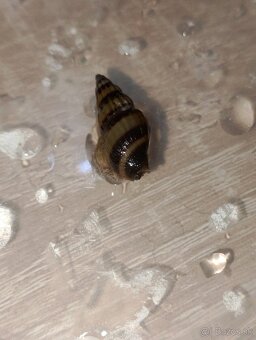 Clea helena – dravé slimáky proti premnoženým slimákom - 3