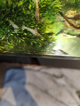 krevety Neocaridina 0,40€ kus - 3