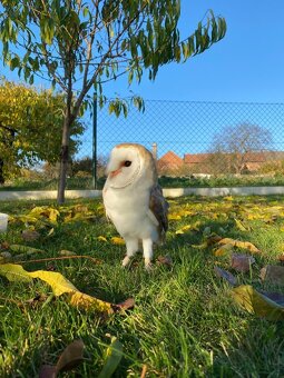 Plamienka driemavá - biela forma(Tyto alba) - 3