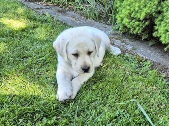 Labrador s PP - 3