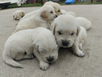 Zlatý retriever - 3