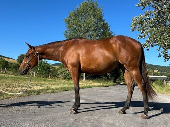 Quarter horse 2r. valach - 3