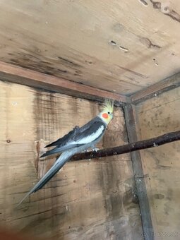 Výstavné korely - 3