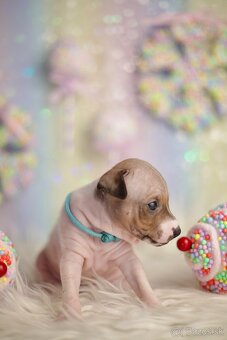 Americký bezsrstý teriér s PP FCI - 3