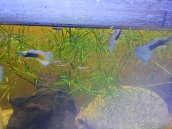 Gupky Tuxedo mix. - 3