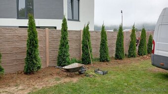 Tuja Smaragd, vavrínovec, červienka, gaštan - Prešov - 3