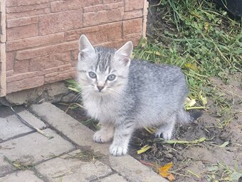 Darujem mačiatka - 3