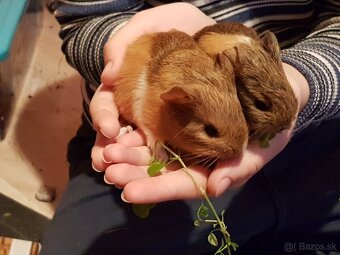 Morča, morské prasiatko - 3