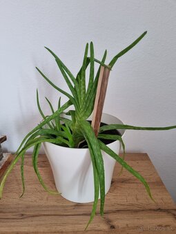 Darujem aloe vera - 3