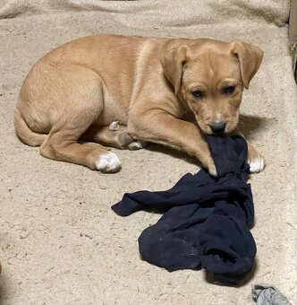 Kríženec Staford - Labrador - 3