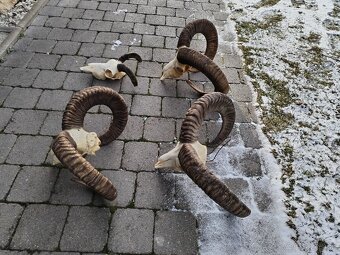 Trofeje muflonov - 3